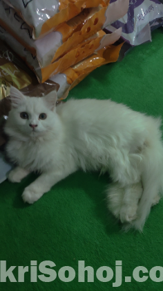 Pure Persian doll face